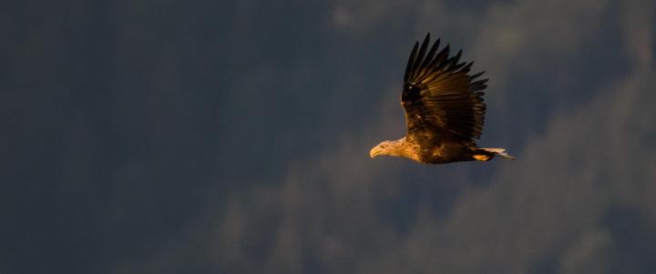 Ein Seeadler gleitet mit ausgebreiteten Flügeln im warmen Morgenlicht vor einem dunklen, bewaldeten Berghang.