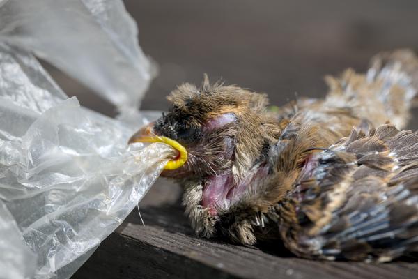 This image is a powerful reminder what happens if human trash lands in the nature. DO NOT LITTER!