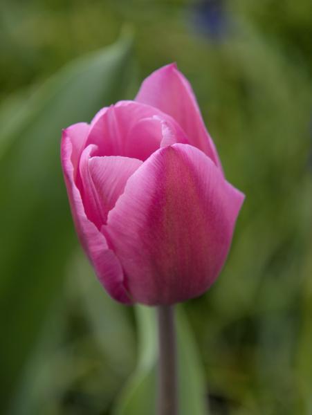 Photo of a pink tulip with a green background.