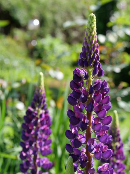 A purple flower in the foreground and a green garden in the background.