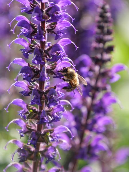 A bee siting on a purple flower with multiple of this flowers in the background.