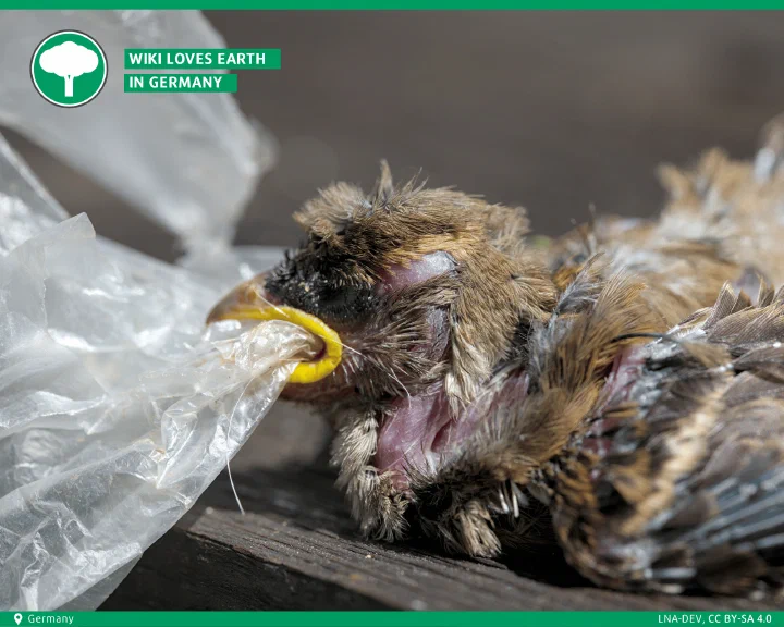 Wiki Loves Earth winner bird swallowing plastic