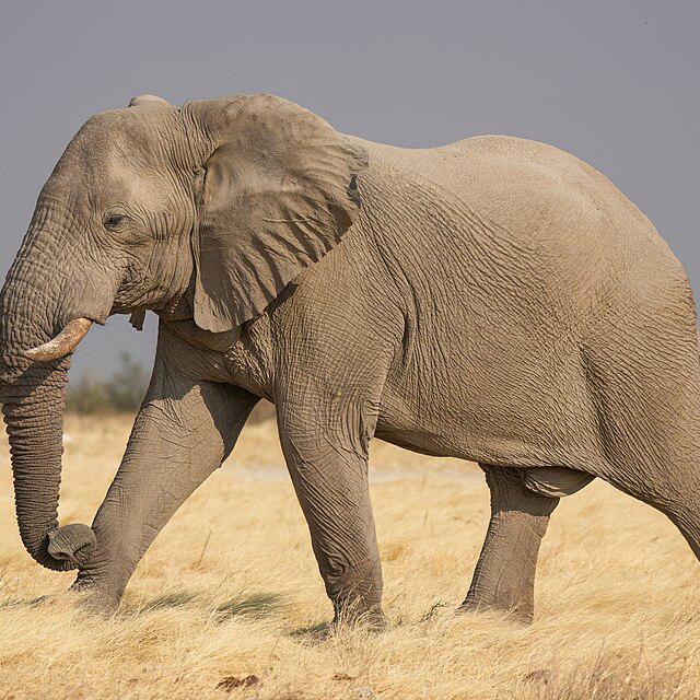 Afrikanischer Elefant