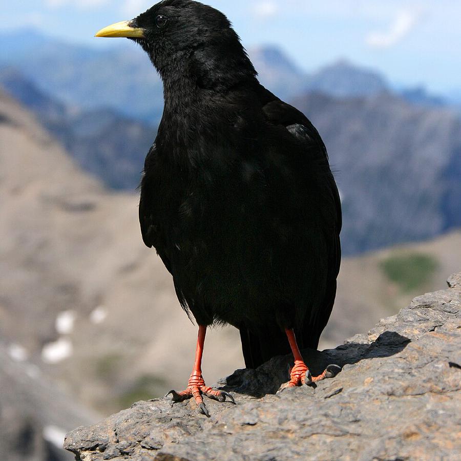 Alpendohle