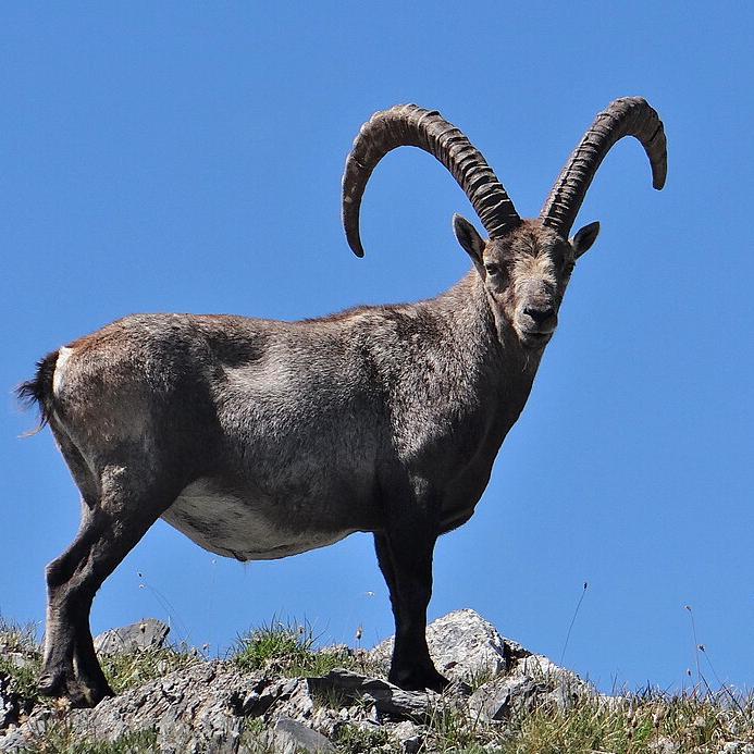 Alpensteinbock