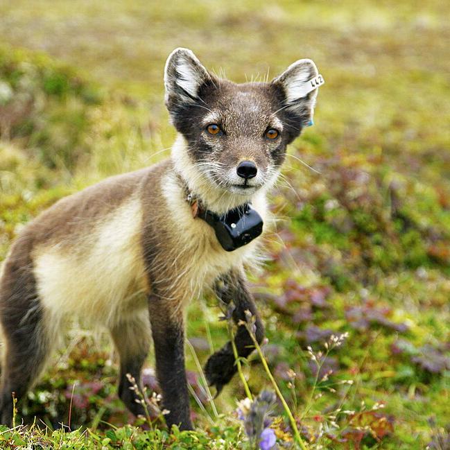 Polarfuchs