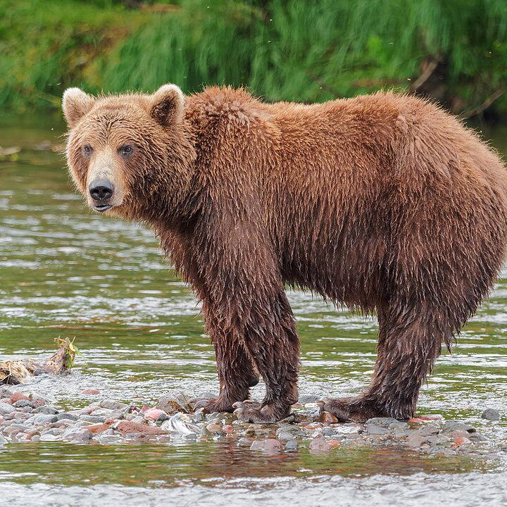 Braunbär