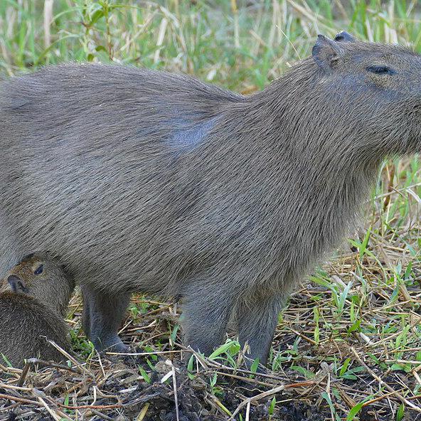 Wasserschwein