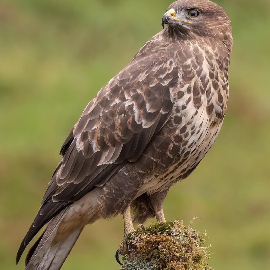 Mäusebussard