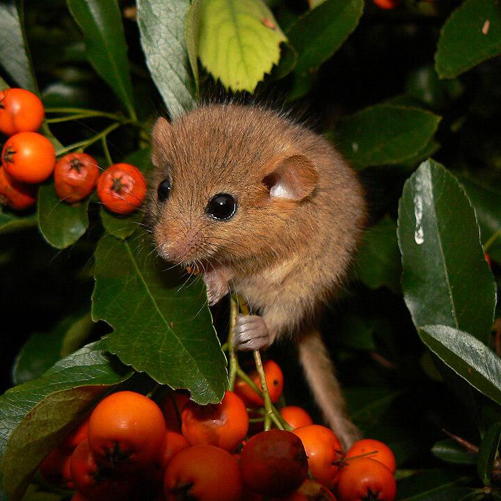 Haselmaus