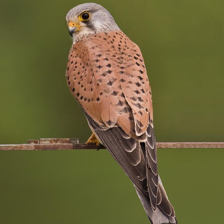 Turmfalke