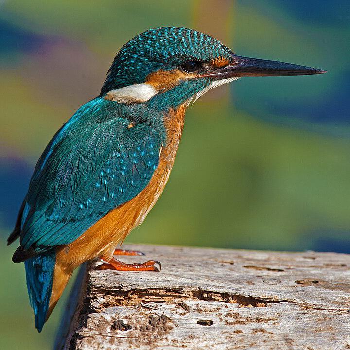 Eisvogel