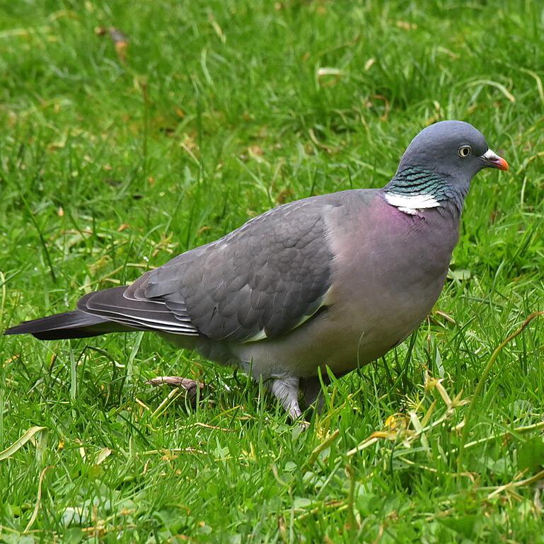 Ringeltaube