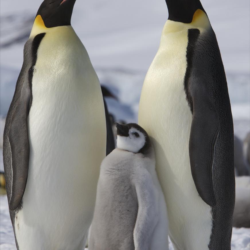 Kaiserpinguin