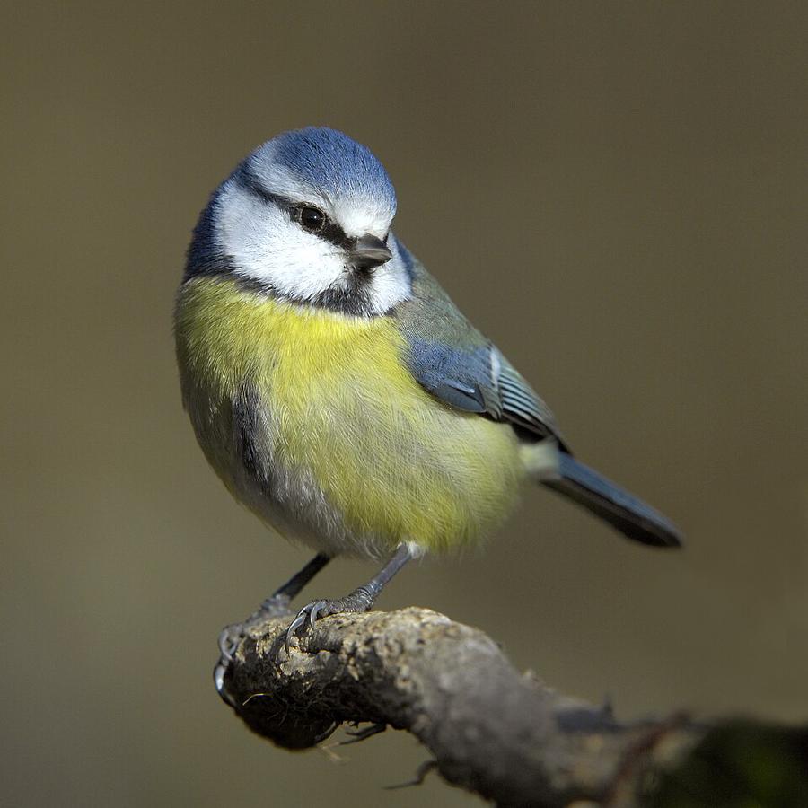 Blaumeise