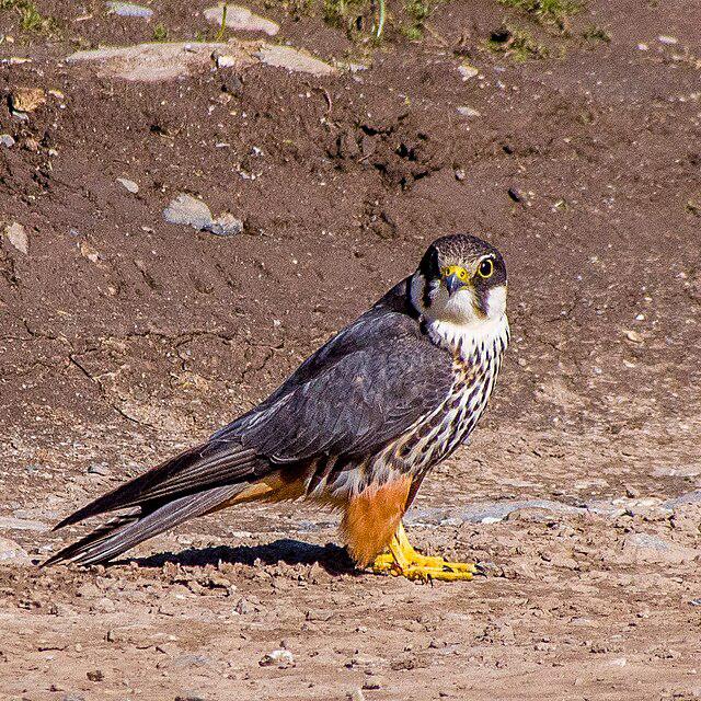 Baumfalke
