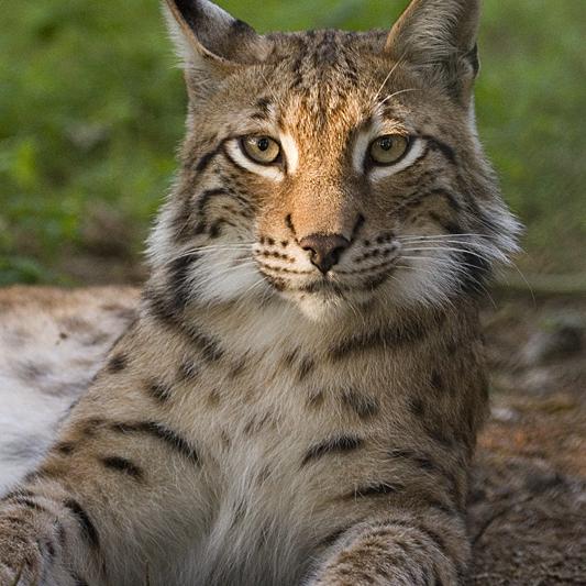 Eurasischer Luchs