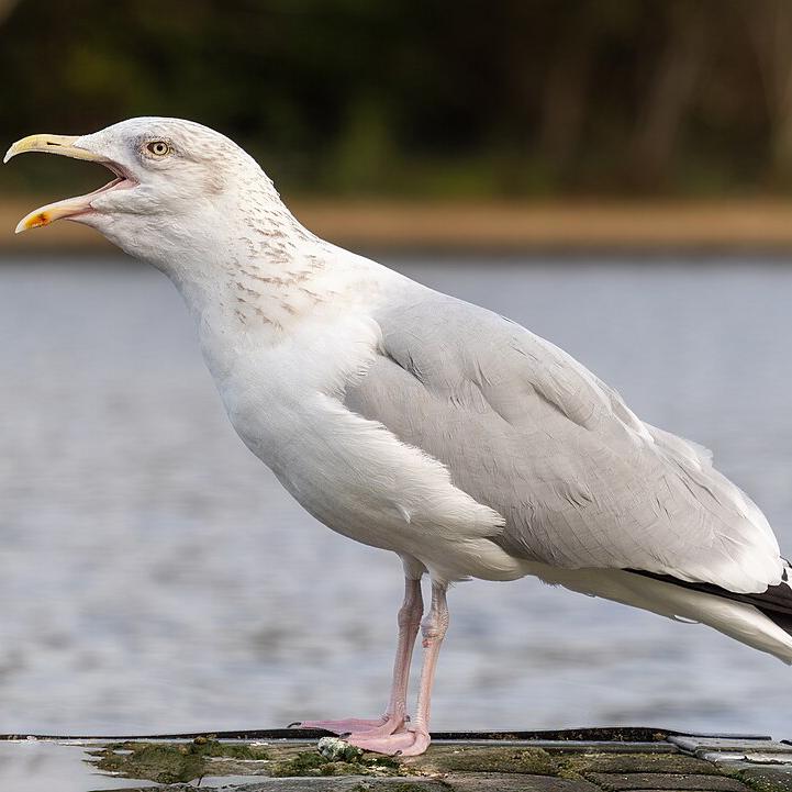 Silbermöwe