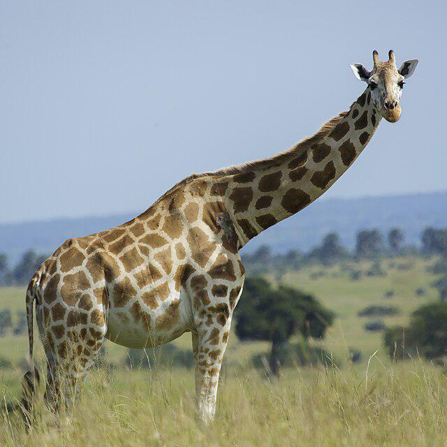 Giraffe