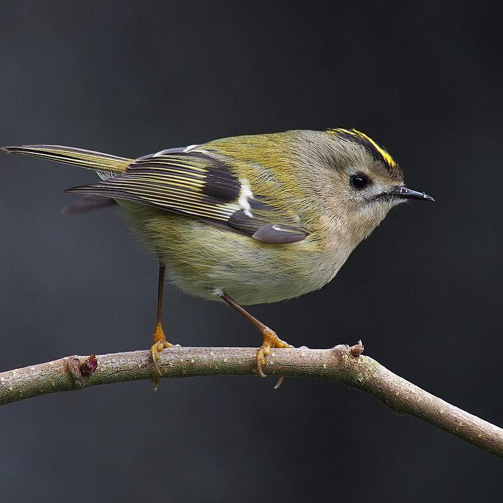 Wintergoldhähnchen