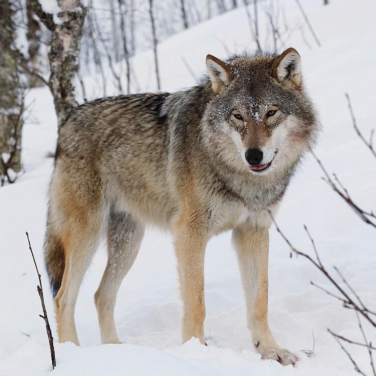 Wolf