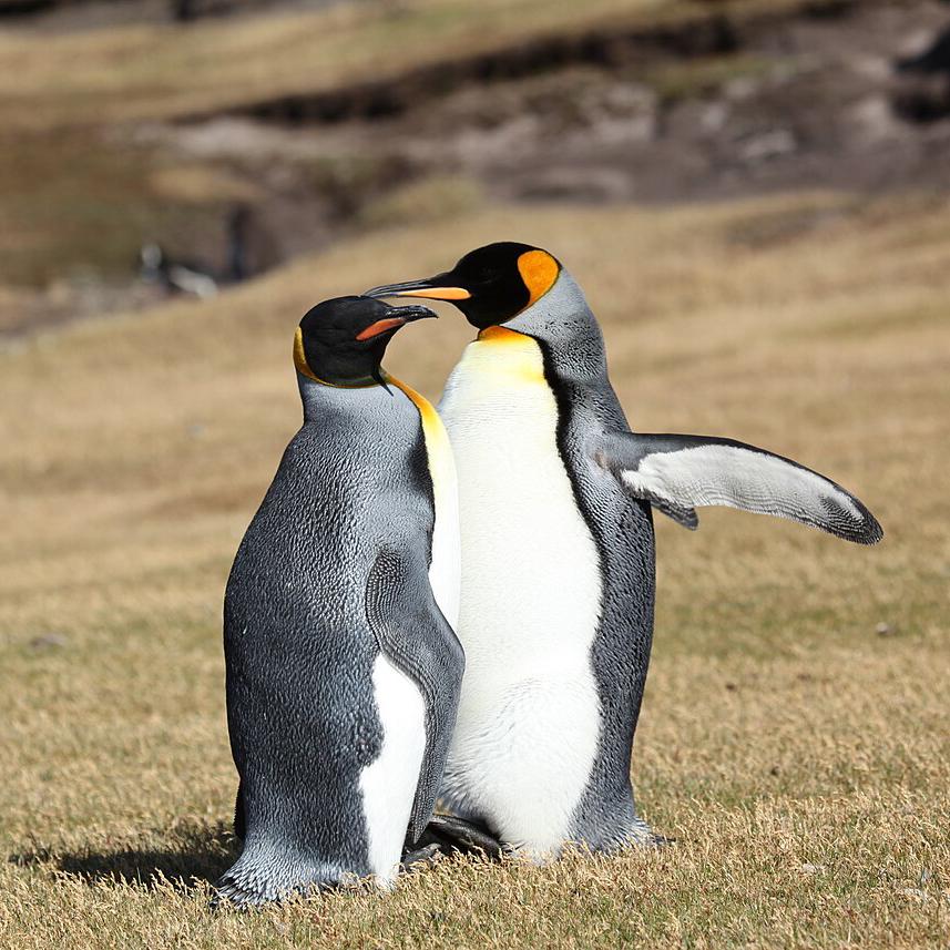 Königspinguin