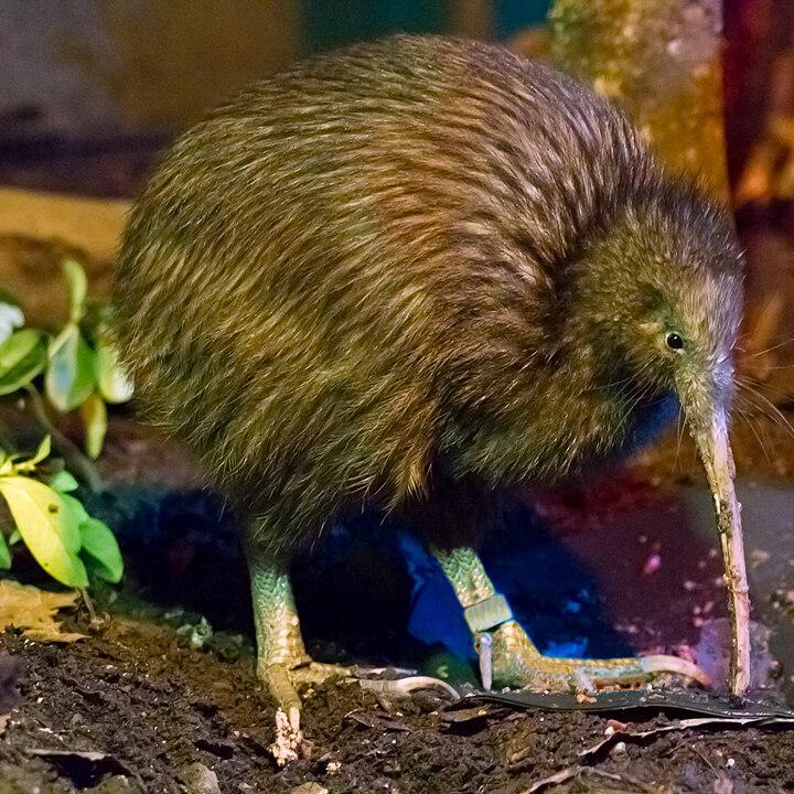 Nordstreifenkiwi