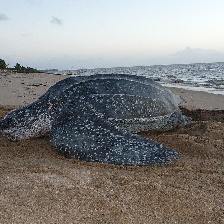 Lederschildkröte