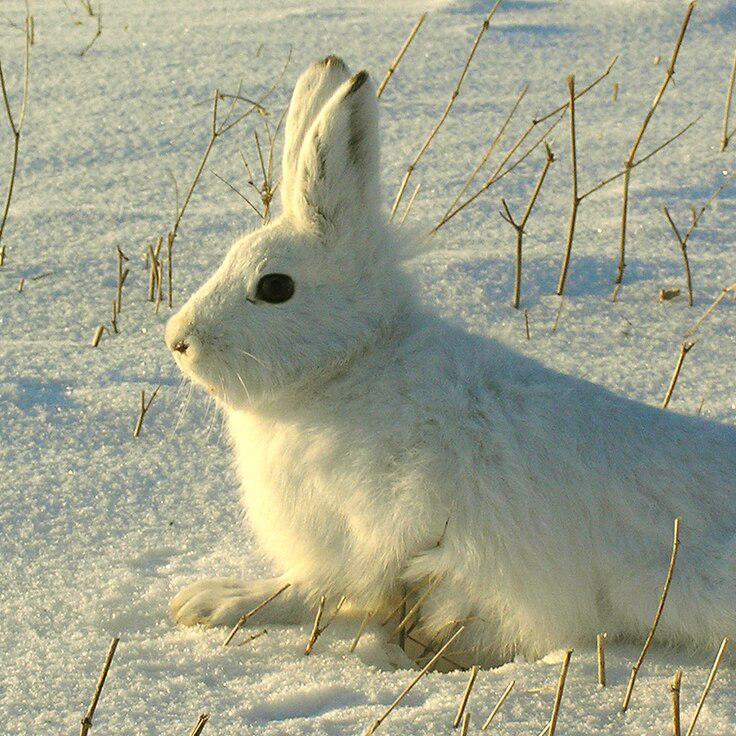 Schneehase