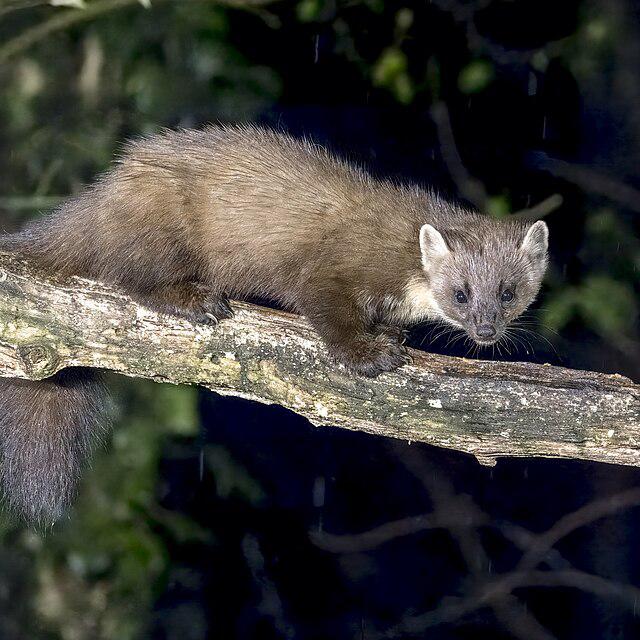 Baummarder