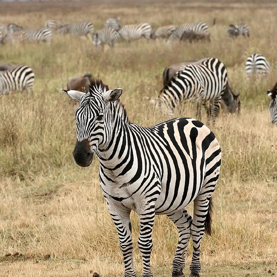 Steppenzebra
