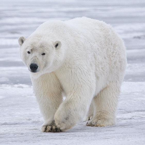 Eisbär