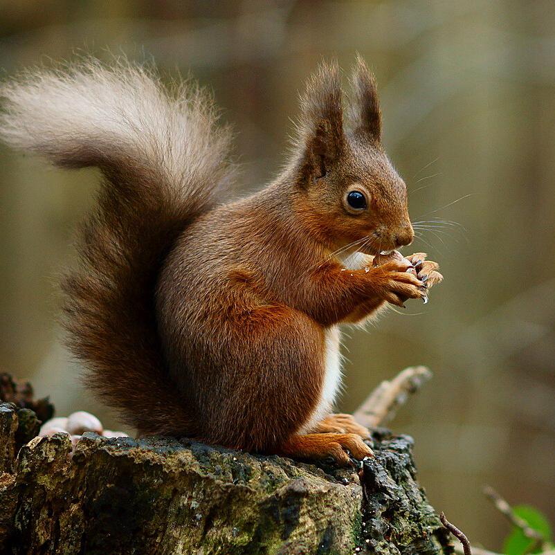 Eichhörnchen