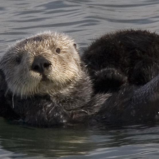 Seeotter