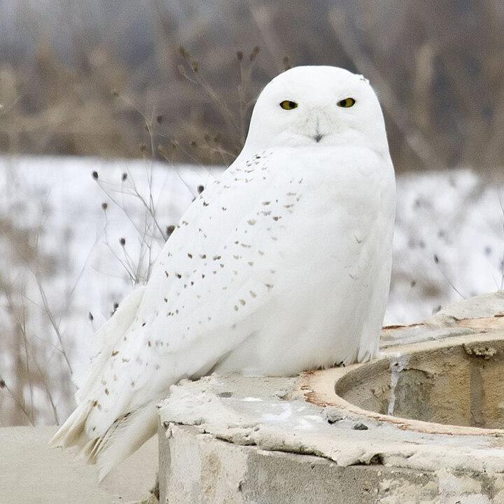 Schnee-Eule