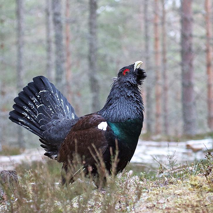 Auerhuhn