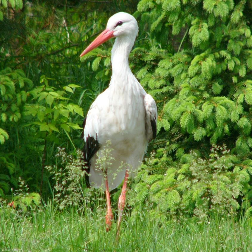 Weißstorch