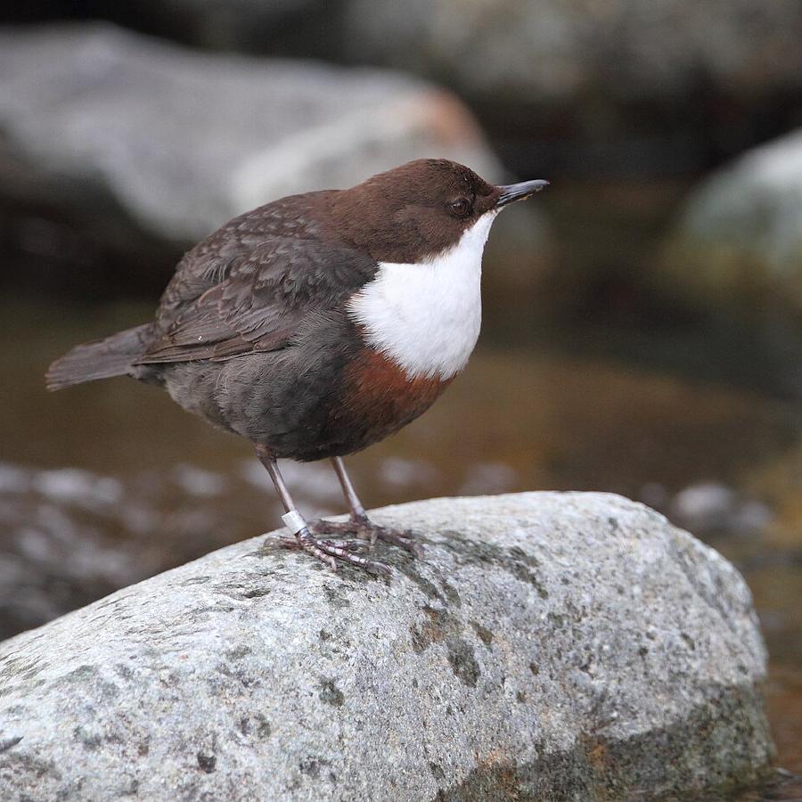Wasseramsel