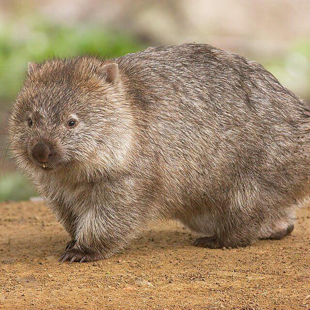 Nacktnasenwombat