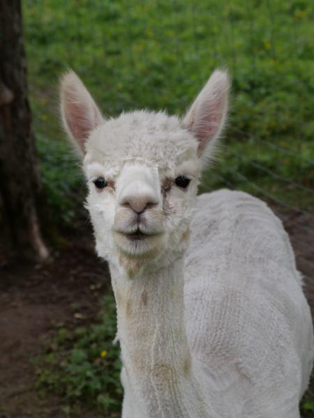 Close-up portrait of an alpaca with a natural backdrop.