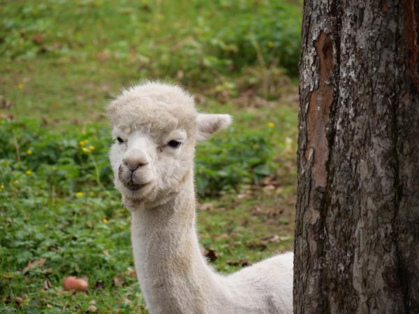An alpaca peeking out from behind a tree in a natural setting.