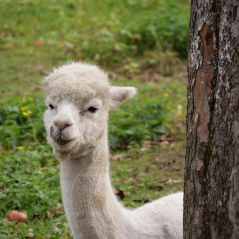 An alpaca peeking out from behind a tree in a natural setting.