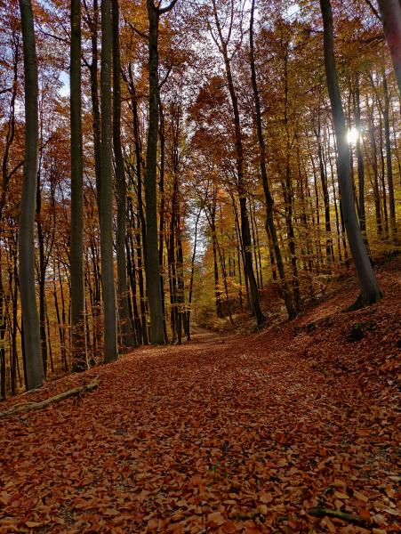 A forest path covered with fallen autumn leaves, surrounded by trees with golden foliage.
