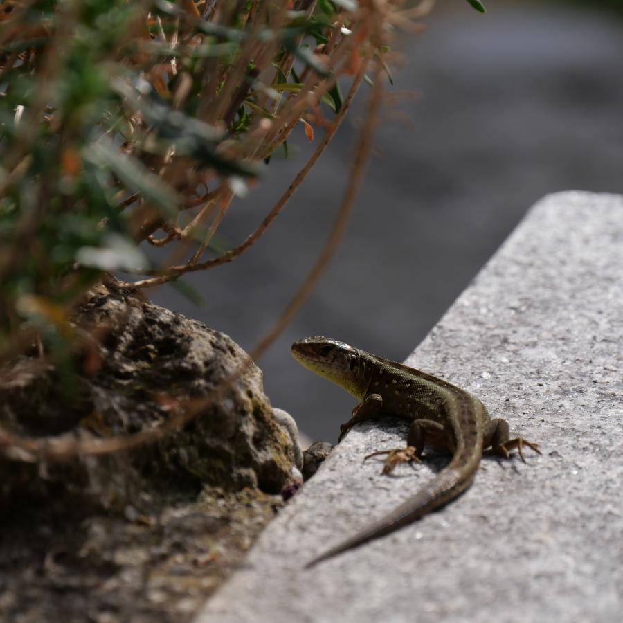 A tiny baby lizard perched delicately in a natural environment.
