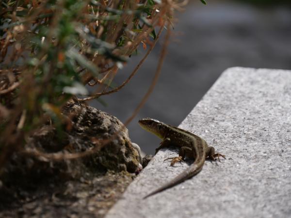 A tiny baby lizard perched delicately in a natural environment.