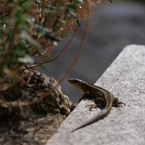 A tiny baby lizard perched delicately in a natural environment.