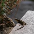 BabyLizard.JPG