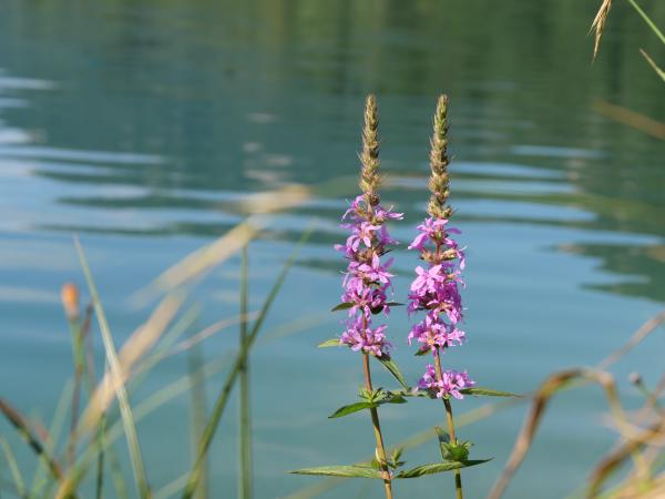 Purple flowers in the foreground with a serene lake in the background.