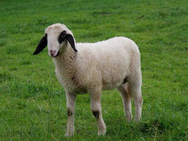 A Bavarian sheep grazing in a lush green pasture.