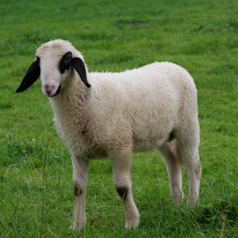 A Bavarian sheep grazing in a lush green pasture.